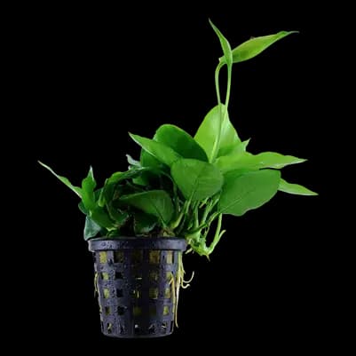 Anubias barteri var. nana ‘Large’