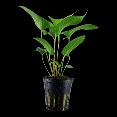 Anubias gracilis