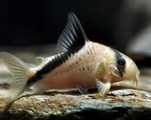 Hoplisoma melini corydoras CW adult group of 9