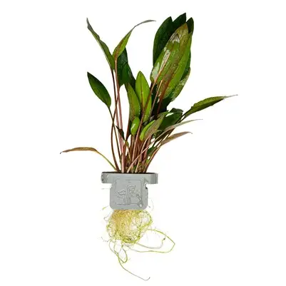 Cryptocoryne (Cryptocoryne spp.) – Aquarium Plant Clip