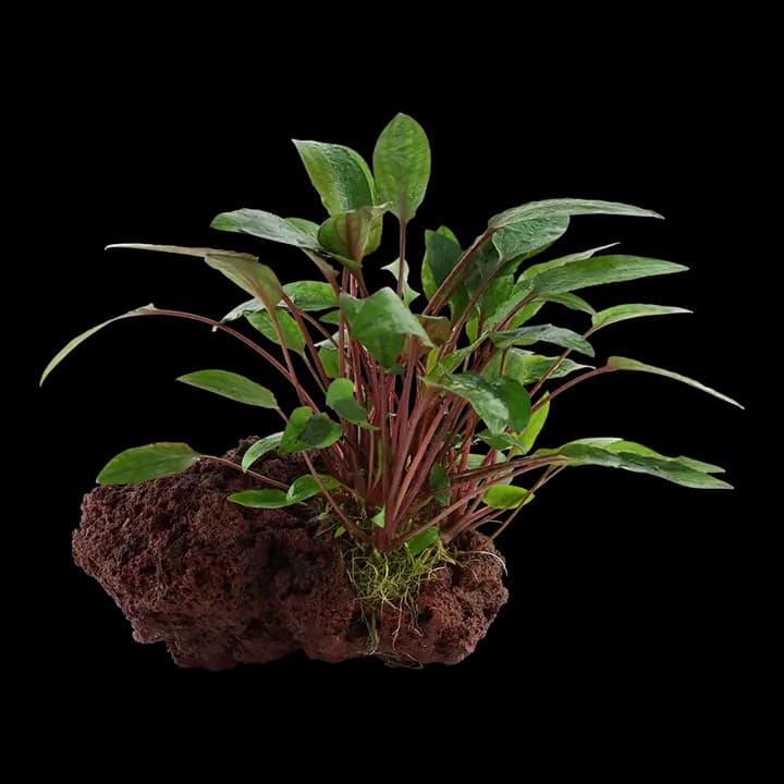 Cryptocoryne (Cryptocoryne spp.) on Rock