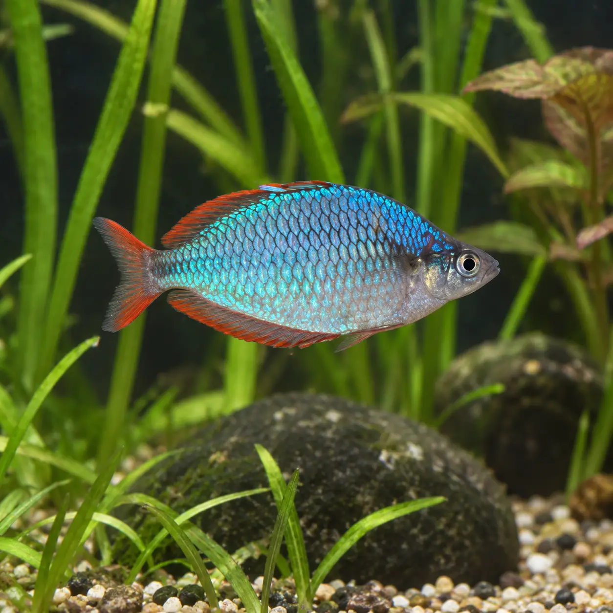 Neon Dwarf Rainbowfish (Melanotaenia praecox)